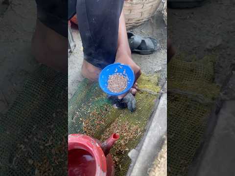 কবুতরের বাচ্চাকে খাবার খাওয়ানোর ভিডিও 👍 #pigeon #shorts #kobutor #viralvideo