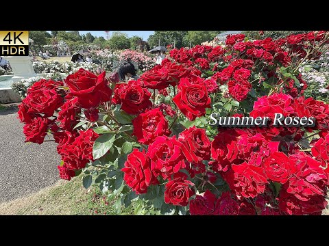 【4K HDR ROSE】Keisei Rose Garden, Summer 2025 – Roses in Fragrant Dreams