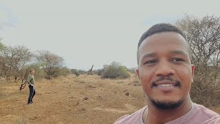 Approaching a Giraffe on foot | Amboseli National Park #animaldocumentary 
