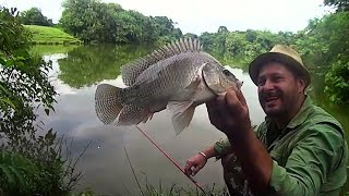 SEGREDO para Pescar TILÁPIA GIGANTE a ISCA e Dicas Importantes