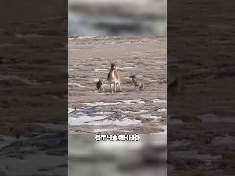 ОСЁЛ в погоне от СЕВЕРНЫХ ВОЛКОВ😲🔥🐺