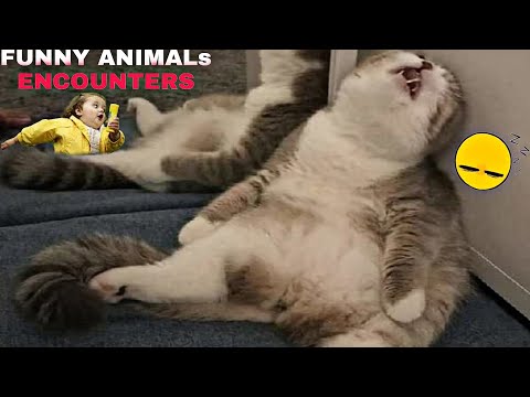 Wild & Wacky Animal Encounters Compilation! 🦓🌟