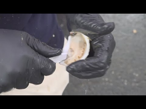YouTube video thumbnail: Maine Oyster Festival Gives Locals a Taste of Fresh Shellfish—and a Deeper Look at Industry