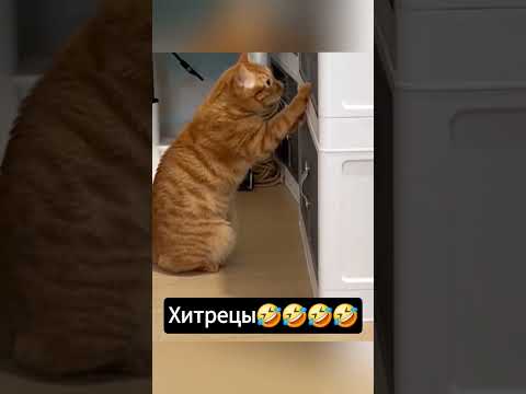Хитрецы же эти котики #смешныекоты #funny #тренд #забавные #cat #смех