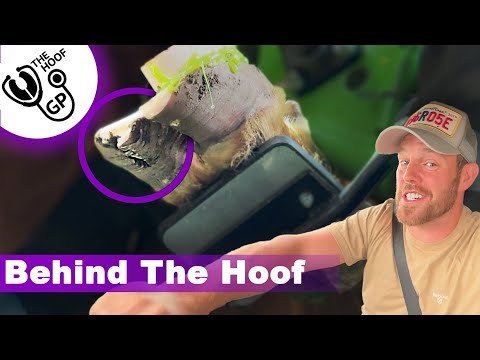 there's a ROCK in this BULL's HOOF, OUT with the BOYS & Scaring Graeme | BTH Episode 8