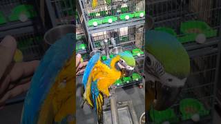 ম্যাকাও পাখির ভালোবাসা! 🥰 #shorts #petlover #macaw