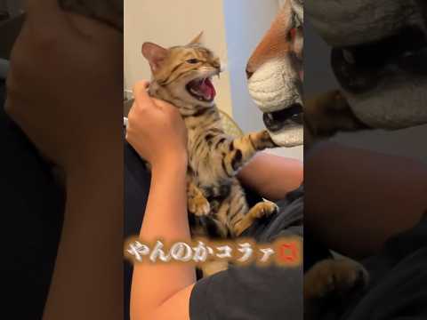 目を開けたらボスタイガードッキリ　 #ベンガル #ルトロゼ #猫
