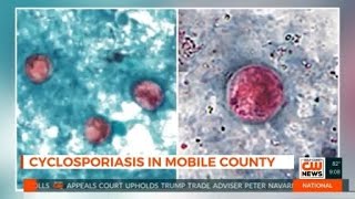 YouTube video thumbnail: ‘More Than we Typically see’: Cyclosporiasis Cases Rise in Mobile County