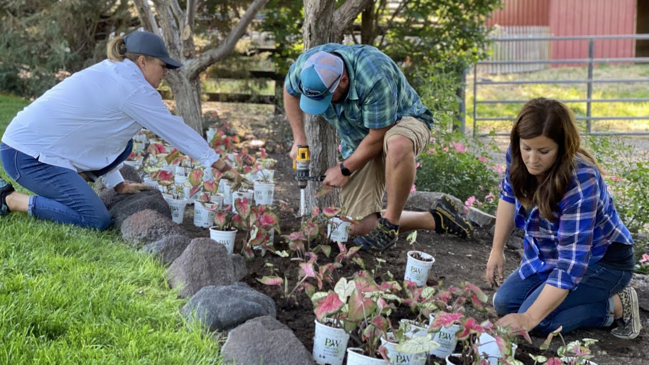 Planting Caladiums & Salvia in My Parents Garden!