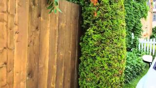 Steve's Fence