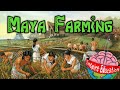 Maya Agricultural Practices and Techniques
