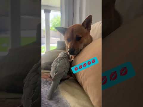 BEST SCARE CAM Prank Reactions 2025 #shorts #jumpscare #scarecampranks #scarypranks #scarecam2025