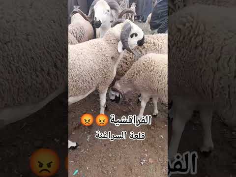 الفراقشية قلعة السراغنة 😇😡😡 لا حول و لا قوة إلا بالله العلي العظيم