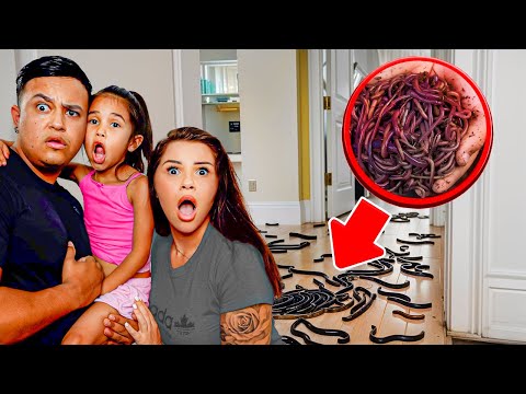 We FOUND WORMS inside our Daughter’s Room!