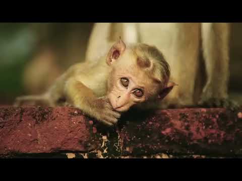 Sri Lanka Wild Stories