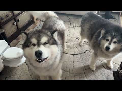 GUARANTEED TO MAKE YOUR DOG HOWL