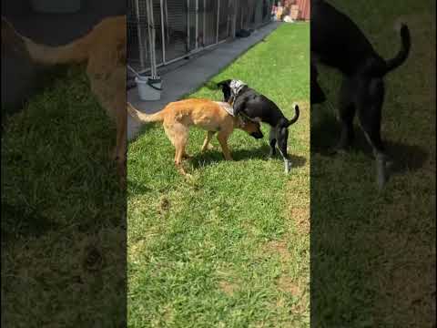 click to play the video