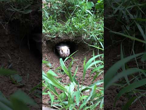 #birdslover #pet #animals #rabbit #birds #cute #cuteanimals #shorts #short #shortvideo