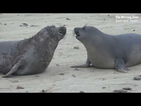 The sounds of Bay Area elephant seal pups