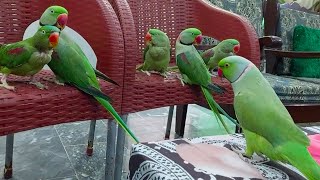 Daily Parrots Playing And Talking With Each Other