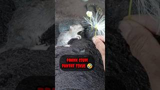 TERNYATA CURUT  - IKAN CHANNA #shorts #channa #limbata #viral
