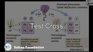 Test Cross