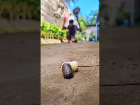We just need to wait, the pill millipede will surely come back because its favorite food is here.
