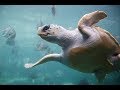 Loggerhead Sea Turtle Knowledge Assessment