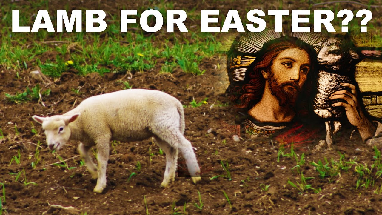Why many cultures cook baby sheep in the spring