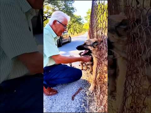 A Elderly Kind Man Frees German Shepherd From Chain