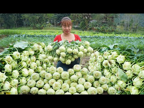 Harvesting Kohlrabi Garden Goes To countryside market sell - Daily harvesting | Chúc Thị Mán