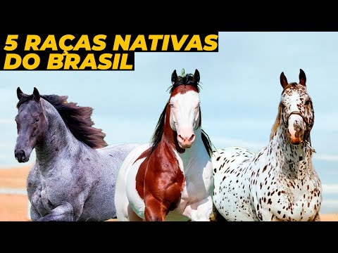 5 RAÇAS DE CAVALOS NATIVAS DO BRASIL QUE POUCOS CONHECEM