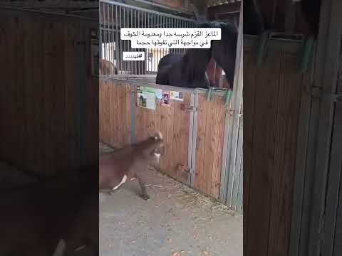 الماعز القزم  #explore #اكسبلور #للبيع #تيك_توك #foryou #ترند #goat #animals  #اكسبلورر