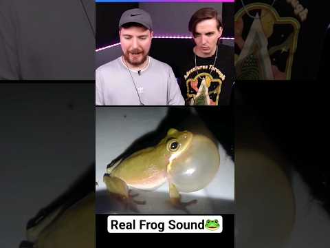 Real Frog Sound 🐸