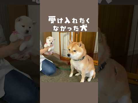 【IG再生回数1279万回】2024年一番再生された動画はコチラ✨⁣新入りを受け入れられなかった豆千代くんの現在⁣※最後は再編集しました💓⁣ #豆柴 #柴犬