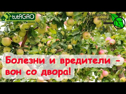 Лучшие сроки и рецепты искореняющей обработки сада. Обработайте сад от болезней и вредителей.