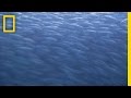 Herring Communication and Behavior