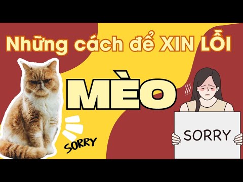 Những cách để XIN LỖI mèo 🥺 #Meow