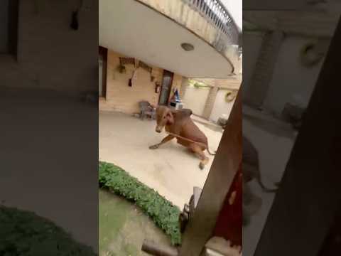 Dangerous bull jump😱 Bakra Eid 2025 #mandi #qurbani2025 #bakraeid