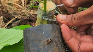 Grafting Pear Eggplant with Long Black Eggplant
