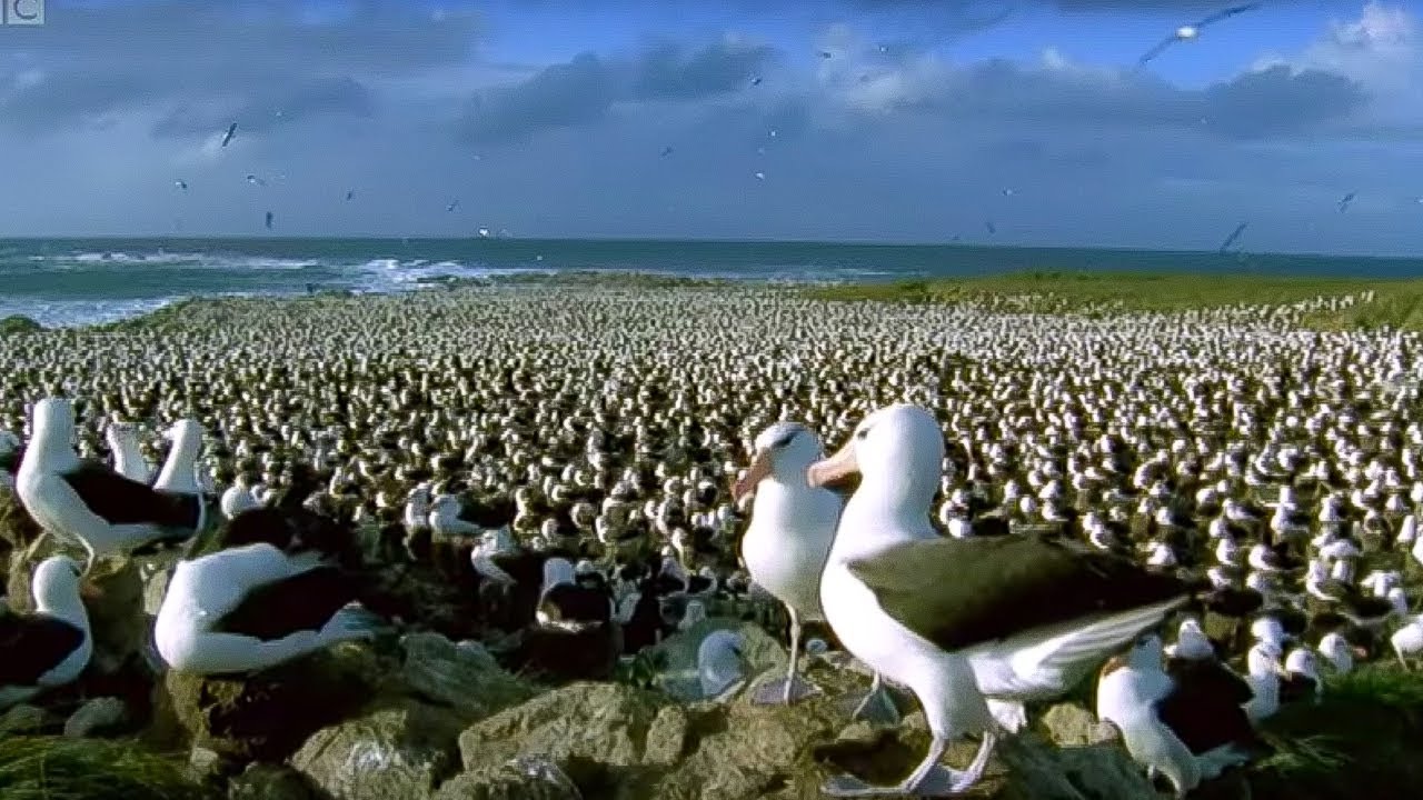 #1 World's Largest Albatross Colony Blue Planet BBC Earth