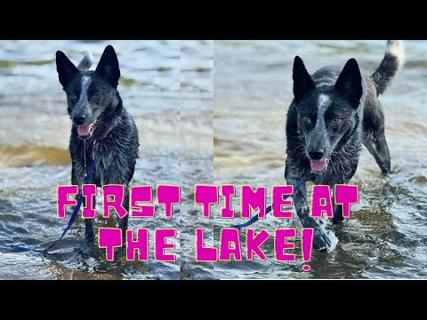 PUPPIES First Time At The LAKE!