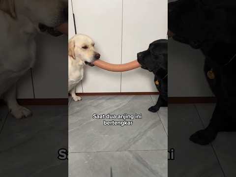 Anjing ini mengajarkan arti keadilan dan berbagi❤️