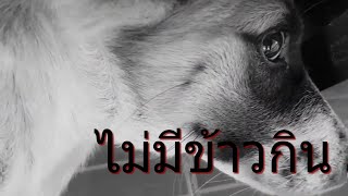 ไม่มีไรจะลงละชีวิต
