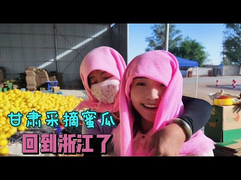 2175集:小微风里来雨里去，在甘肃体验采摘民勤蜜瓜，又匆匆忙忙到浙江 #民勤蜜瓜 #在路上的人 #vlog日常