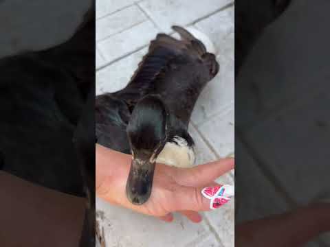 just tried to help her baby and that must loosely translate to "duck around and find out"