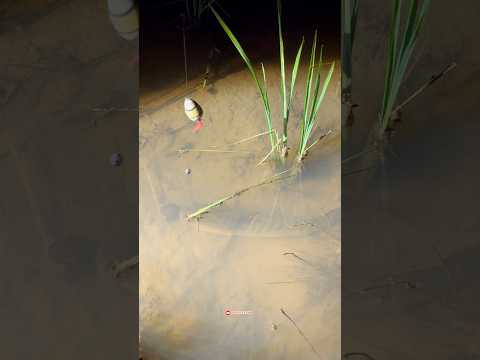 Menangkap ikan chana yang tertidur dimalam hari di sawah🤤🥰