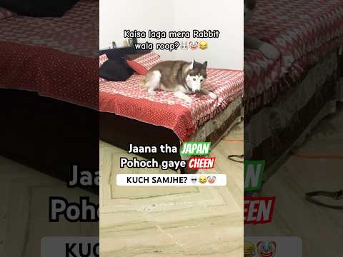 That’s how HAPPY HUSKY looks like 👻🤡😂 #happydog #zoomies #husky