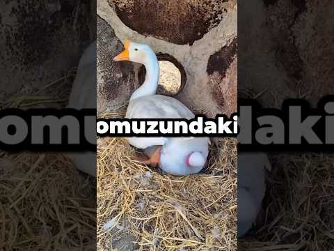 Bunlardan çok var 😄 #fıkra #mizah #karamizah #fıkralar #komikvideo #komikvideolar #komikfıkralar