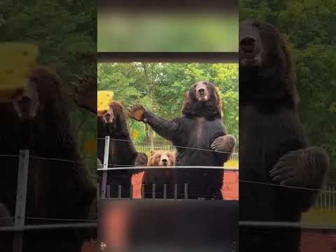 Those funny bears. #bear #animal #zoo #cute #funny #foryoupage #usa